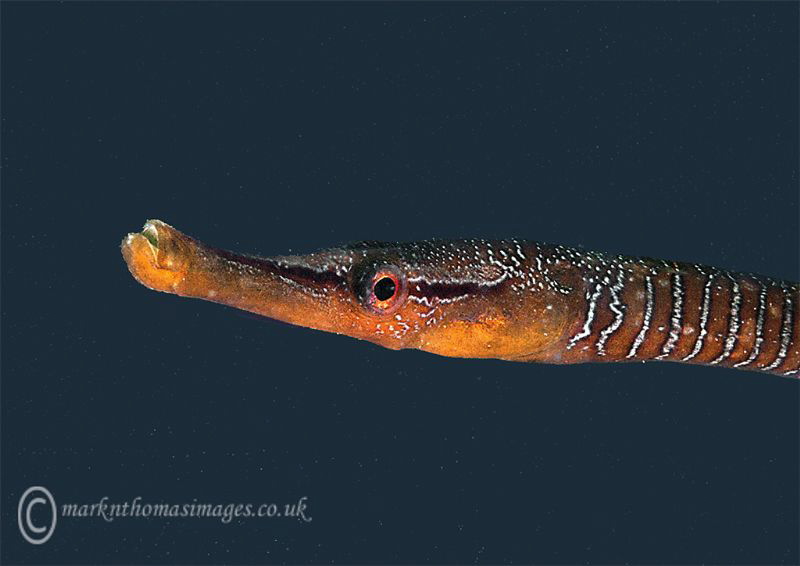 Snake pipefish.
Trefor Pier, N. Wales. by Mark Thomas 