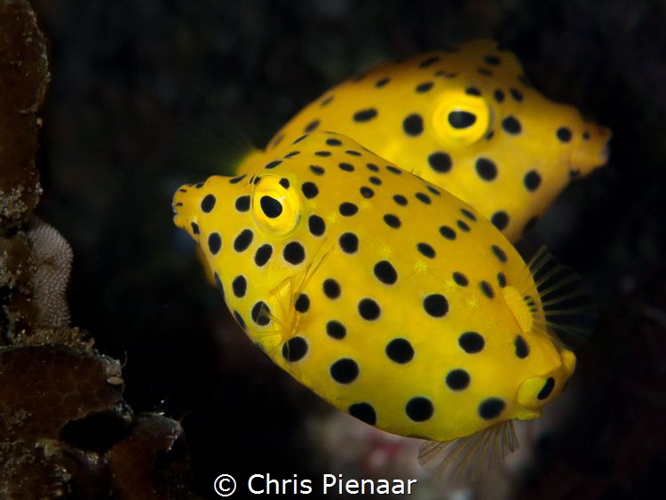 Two Yellow (Cubic) boxfish swimming in almost a mirror im... by Chris Pienaar 