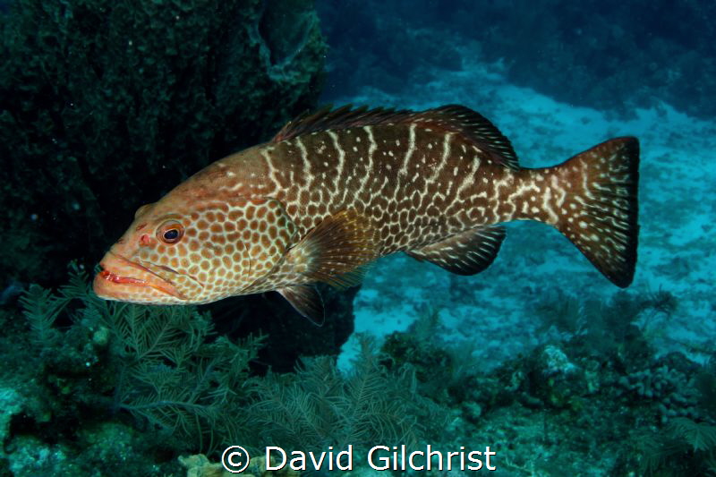 A Tiger Grouper hanging out in the waters of the Roatan M... by David Gilchrist 