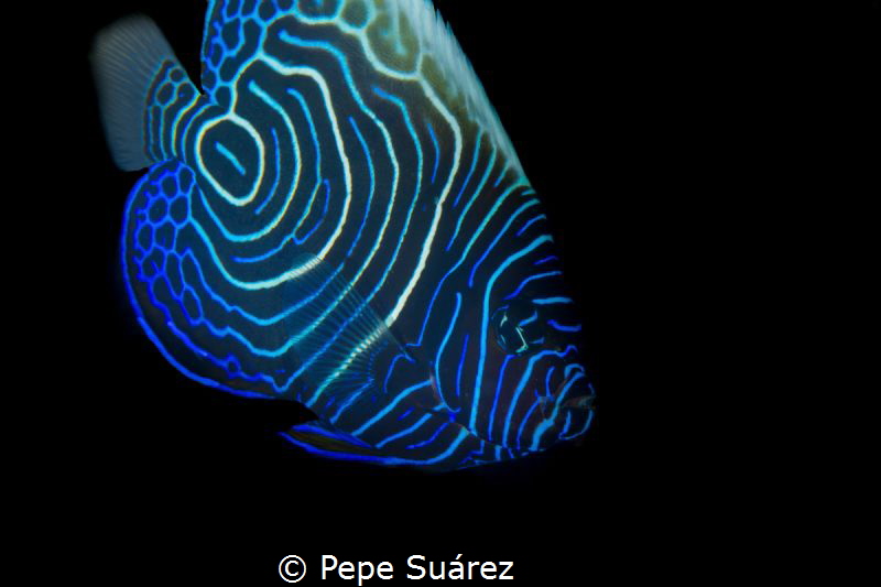Today is juvenile angel fish day for me :) by Pepe Suárez 