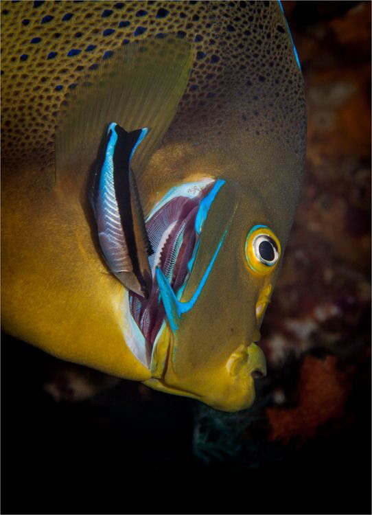 I was recovering from a shooting a whip coral goby in a s... by Chris Pienaar 