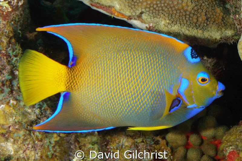 Queen Angelfish in the waters of the Roatan Marine Park. by David Gilchrist 