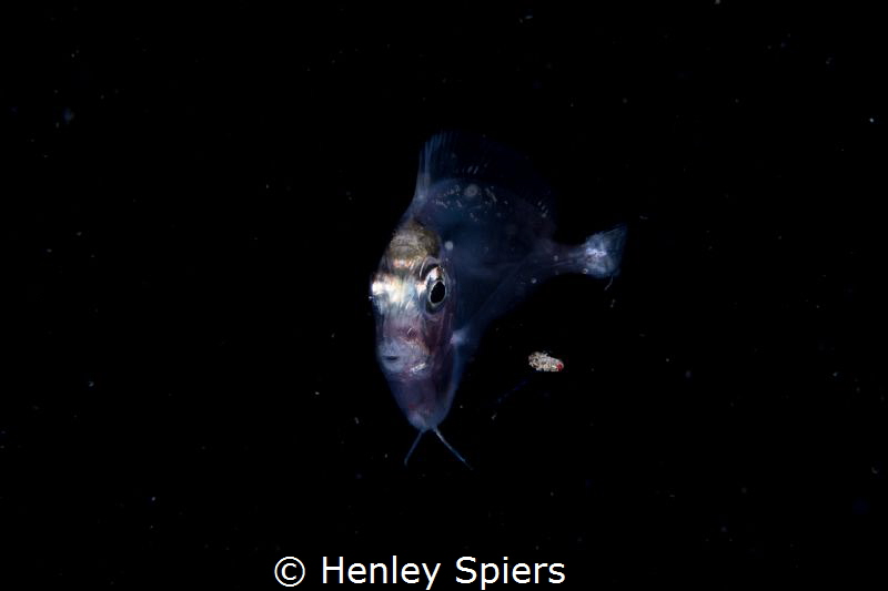 Larval Stage Surgeonfish on a Night Dive by Henley Spiers 