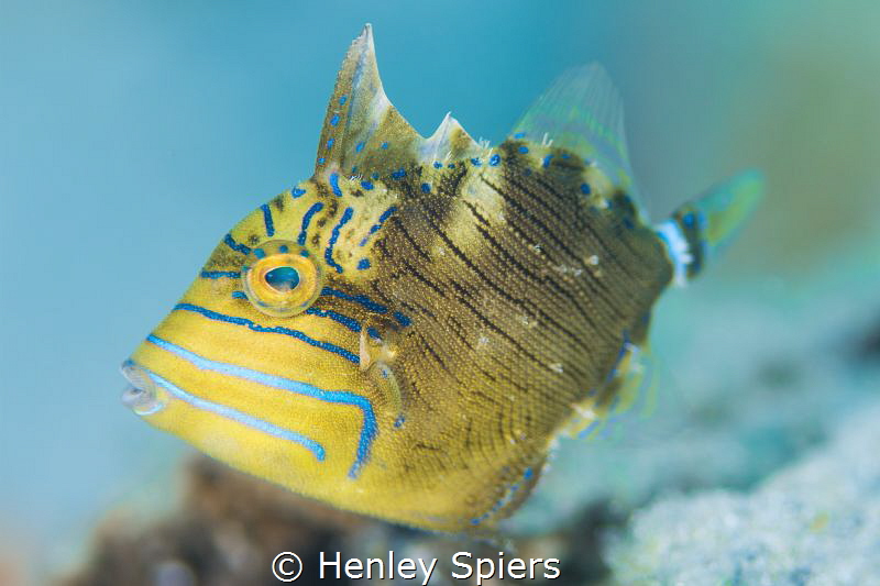 Juvenile Queen Triggerfish by Henley Spiers 