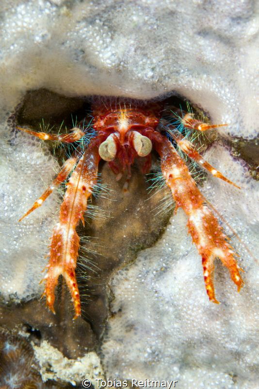 Bug-eyed squat lobster No.2, Montani, Puerto Galera by Tobias Reitmayr 