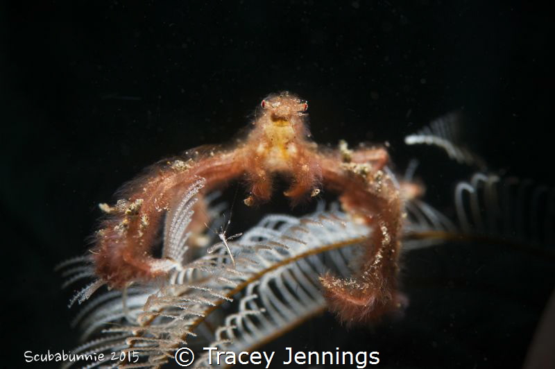 Although orang-utan crabs are normally found on bubble co... by Tracey Jennings 