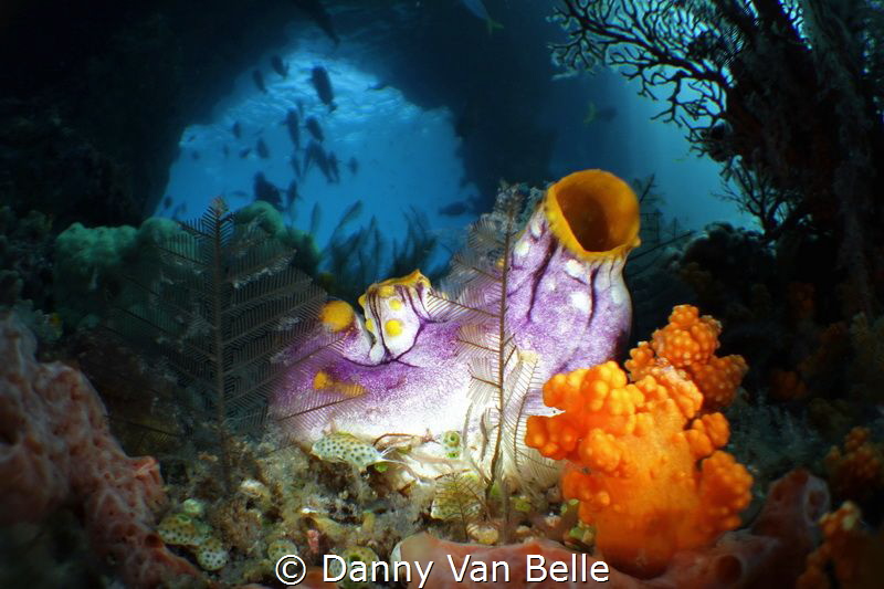 Jamur Boo is one of the most famous divesites in Rajah Am... by Danny Van Belle 