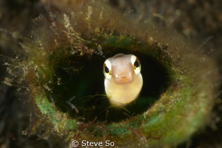 I found this blenny on  a shallow water, i was attracked ... by Steve So 