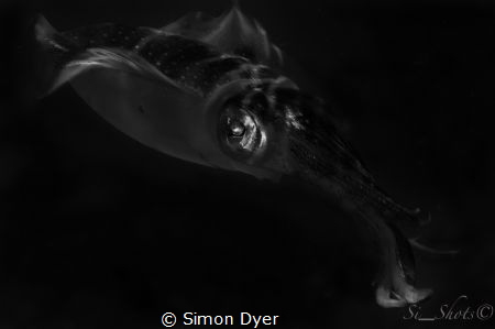 shot with a 105mm nikon ikelite housing with a 2 ys-d1 st... by Simon Dyer 