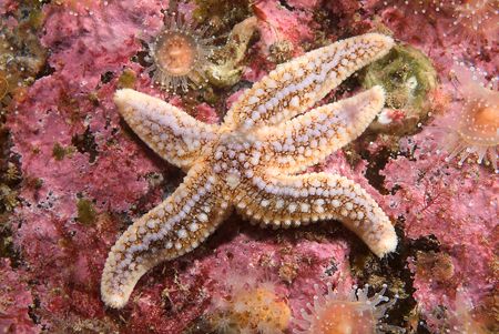 Common star fish. Isle of Lewis.
Scotland,60mm. by Derek Haslam 