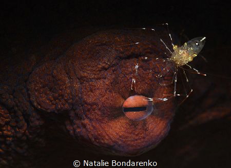 "Make-up artist" (Giant octopus eye and shrimp) by Natalie Bondarenko 