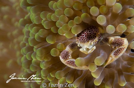 "anemone crab" on Samber Gelap, South Borneo by Fazrin Zen 