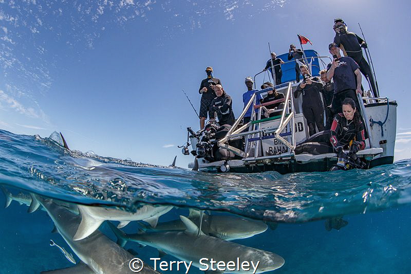 Wacky shark splits
— Subal underwater housing, Canon 1Dx... by Terry Steeley 