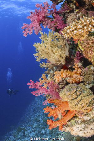 soft corals and diver by Mehmet Öztabak 