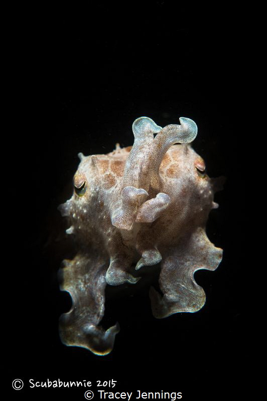 Cuttlefish by Tracey Jennings 