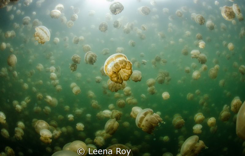 Jellyfish lake by Leena Roy 