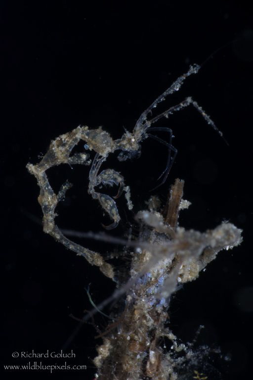 Skeleton Shrimp-Lembeh by Richard Goluch 