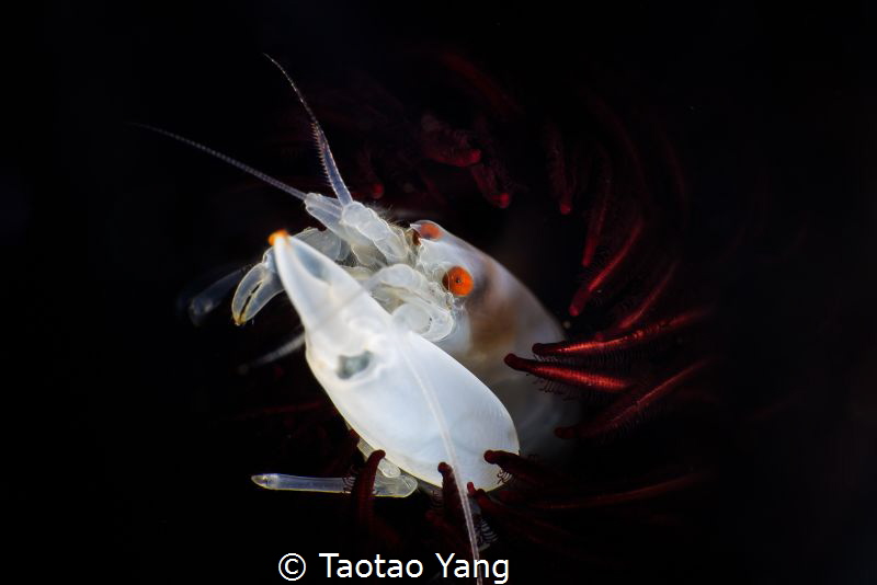 white shrimp with red eyes by Taotao Yang 
