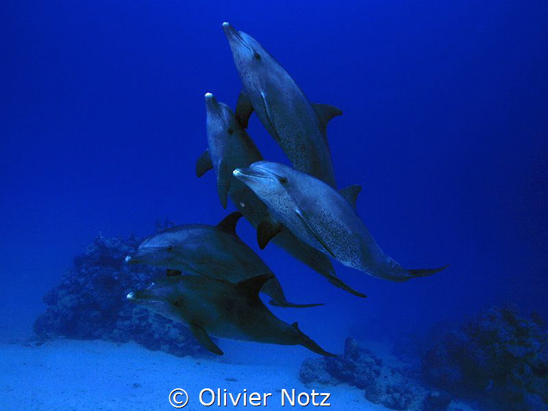5 dolphins playing around us divers at a depth or around ... by Olivier Notz 