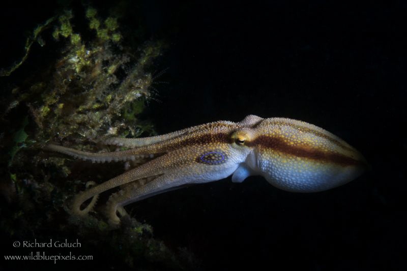 Mototi Octopus-Lembeh by Richard Goluch 