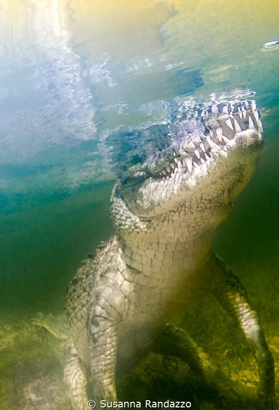 american crocodile scrutnizing the surface by Susanna Randazzo 
