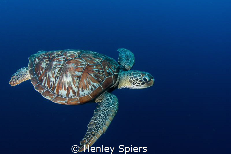 Swimming with a Green Turtle by Henley Spiers 