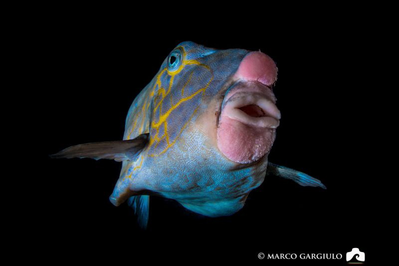 Boxfish during a night dive by Marco Gargiulo 