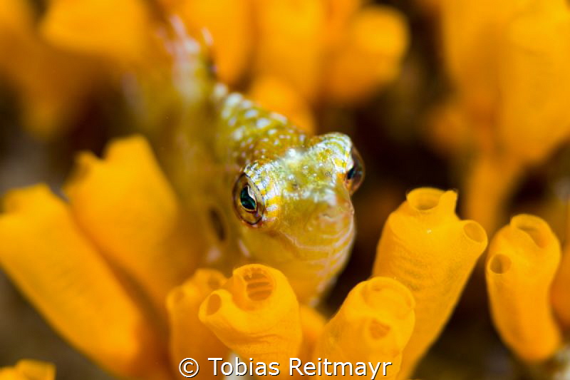 Hiding in the tunicates, Coral Cove, Puerto Galera by Tobias Reitmayr 
