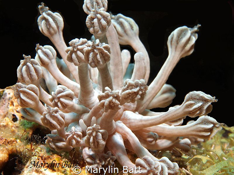 Rudman's Phyllodesmium, Mimics Xenia soft coral on which ... by Marylin Batt 