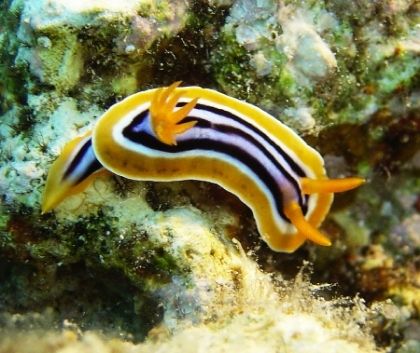 Pyjama slug taken at Sharksbay, Sharm el Sheikh with Sony... by Anel Van Veelen 