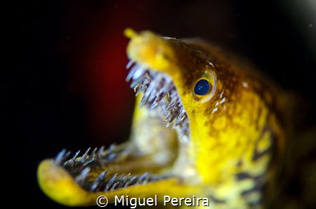 Fang tooth moray eel by Miguel Pereira 