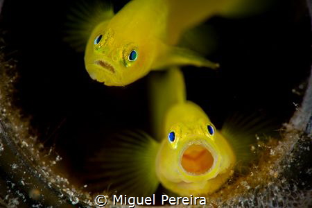 Couple of gobies inside a bottle. by Miguel Pereira 