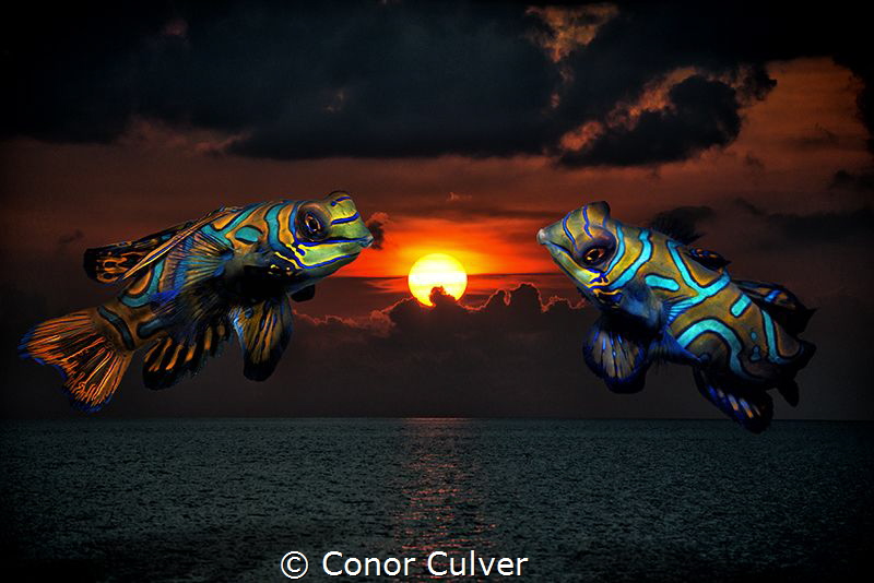 "Mandarin Sunset" part of my Underwater Surrealism series... by Conor Culver 