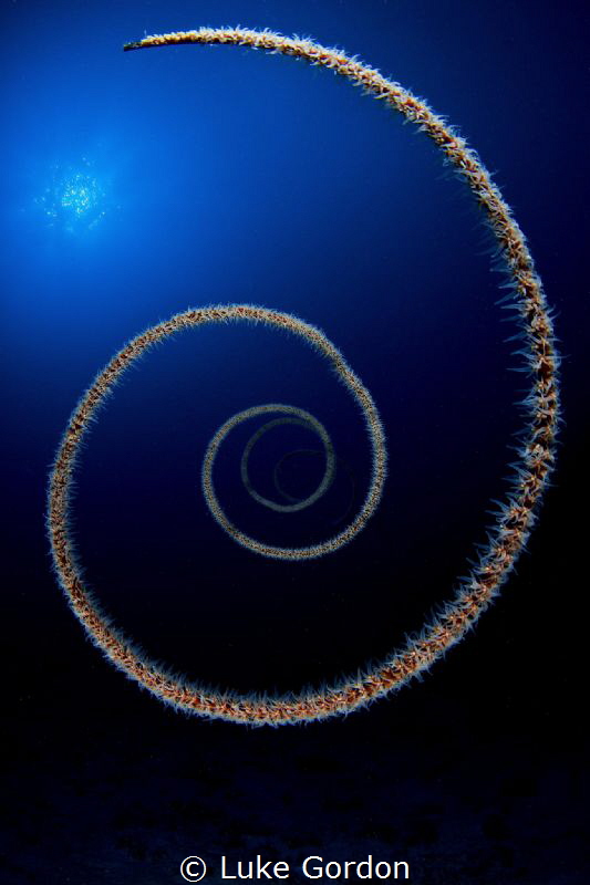 The infinite spiral by Luke Gordon 