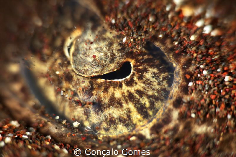 butterfly ray eye by Gonçalo Gomes 