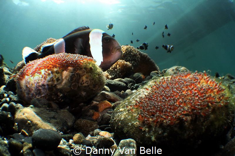 Clownfish with eggs in macro wide angle by Danny Van Belle 
