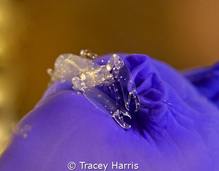 Blue - a tiny shrimp found on a beautiful blue ascidian :) by Tracey Harris 