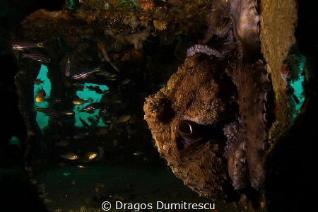 Octopus hunting in a metal treasure chest. Canon g12, one... by Dragos Dumitrescu 