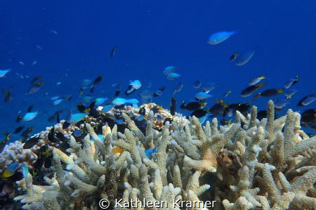 Great Barrier Reef Far North Qld shot with Olympus tg3 wh... by Kathleen Kramer 