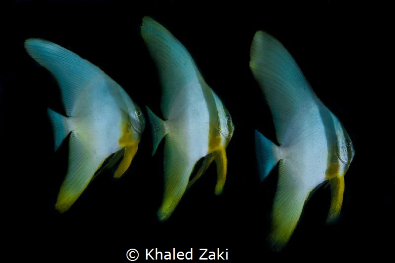 3 Batfish by Khaled Zaki 