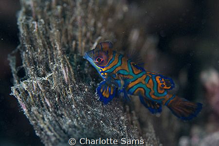 A tiny mandarin fish taken on my first dive in Lembeh on ... by Charlotte Sams 