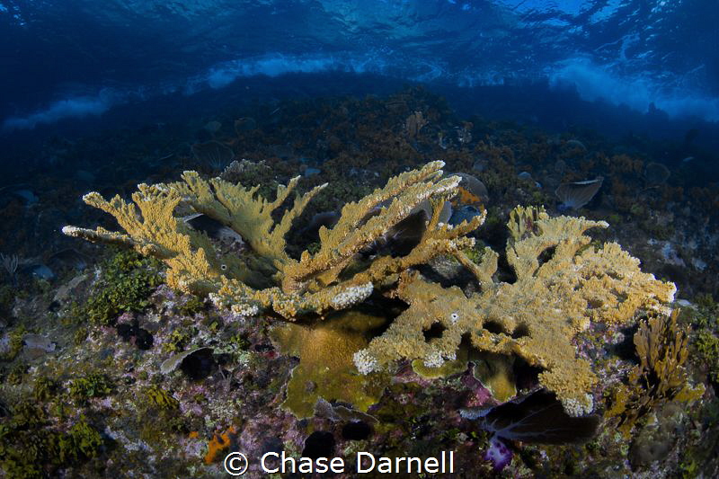 "Under the Waves"
This tower of elk horn coral rests on ... by Chase Darnell 