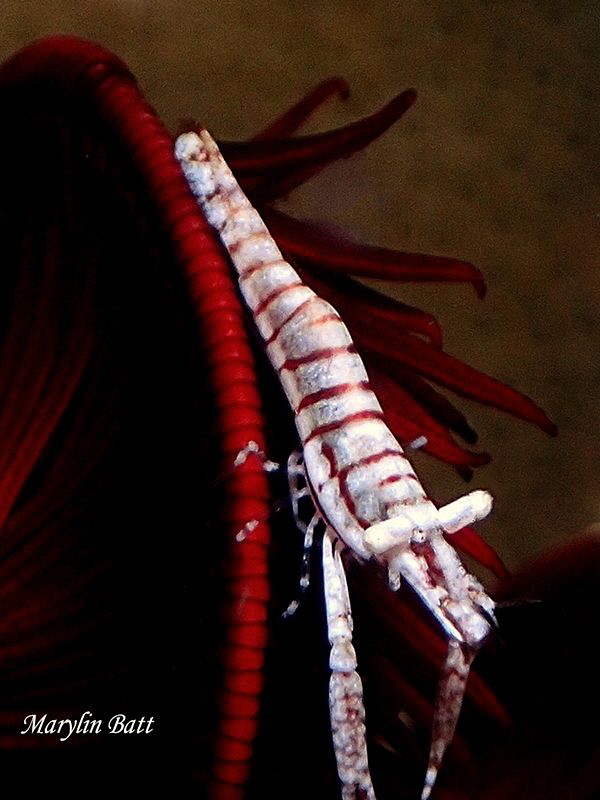 Crinoid shrimp, Anilao, Philippines by Marylin Batt 