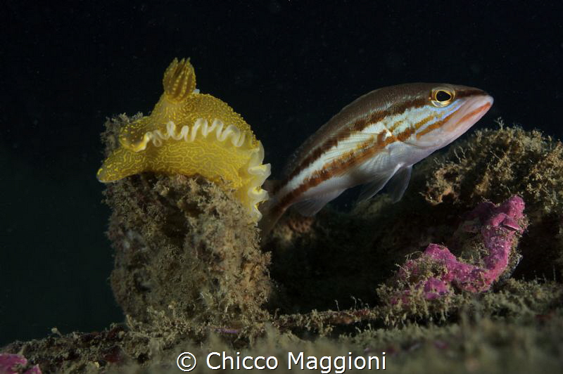 Nudibranch and fish by Chicco Maggioni 