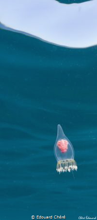 Néoturris pileata jellyfish in Banyuls - Cerbère MPA by Edouard Chéré 