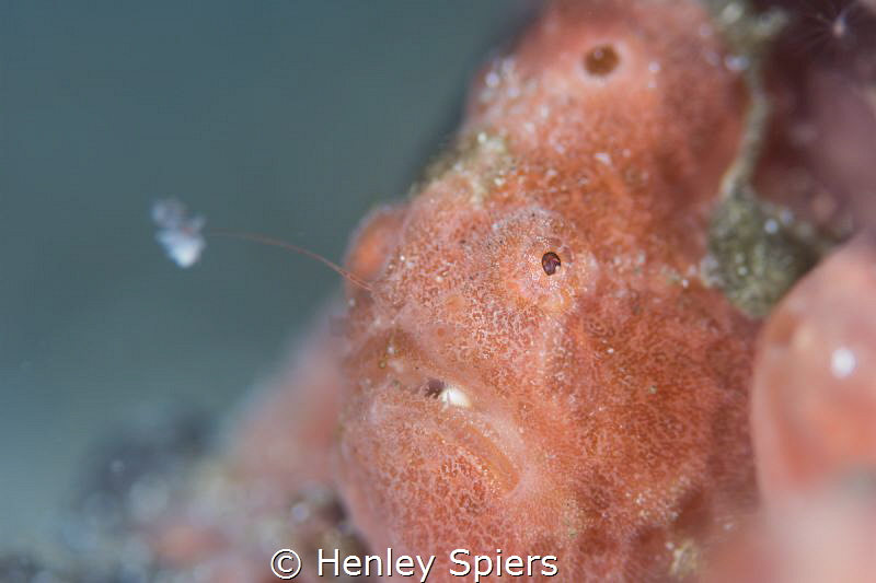 Fastest Fish in the West. A Longlure Frogfish casts his l... by Henley Spiers 