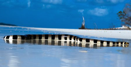 One of many banded sea kraits we found both underwater an... by Martin Linder 