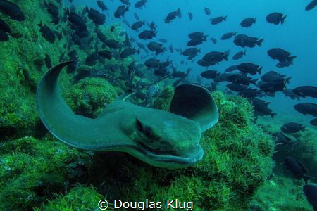 Gliding Over The Reef.  I caught this California Bat Ray ... by Douglas Klug 