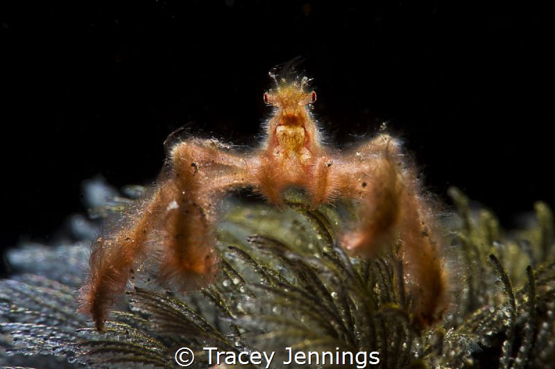 An orangutan crab in Bali by Tracey Jennings 