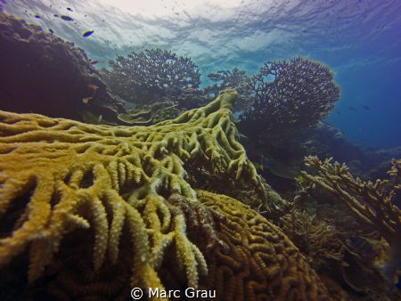 Coral Forest by Marc Grau 